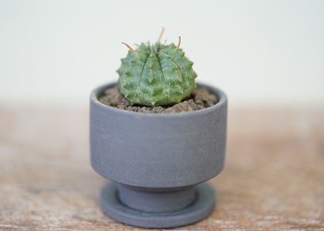 Euphorbia valida