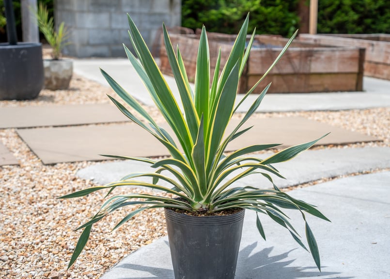 南国リゾート！斑入りハラン群生大株◇ドライガーデン錦バナナ　アガベ ユッカ　ヤシ 南国リゾート！斑入りハラン群生大株◇ドライガーデン錦バナナ アガベ