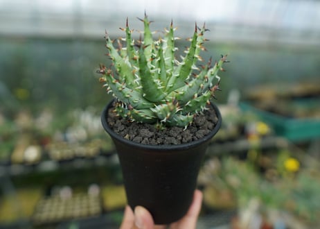 アロエ　エリナケア　Aloe erinacea