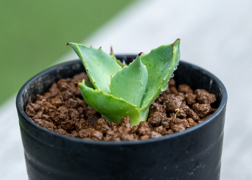 アガベ トレードウィンズ | mana's farm:塊根植物・アガベ・ドライ