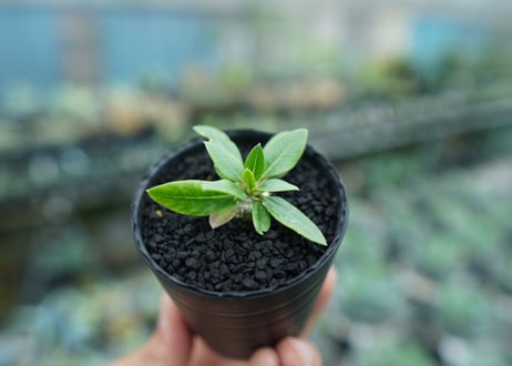 パキポディウム　恵比寿笑い　Pachypodium brevicaule　No.4