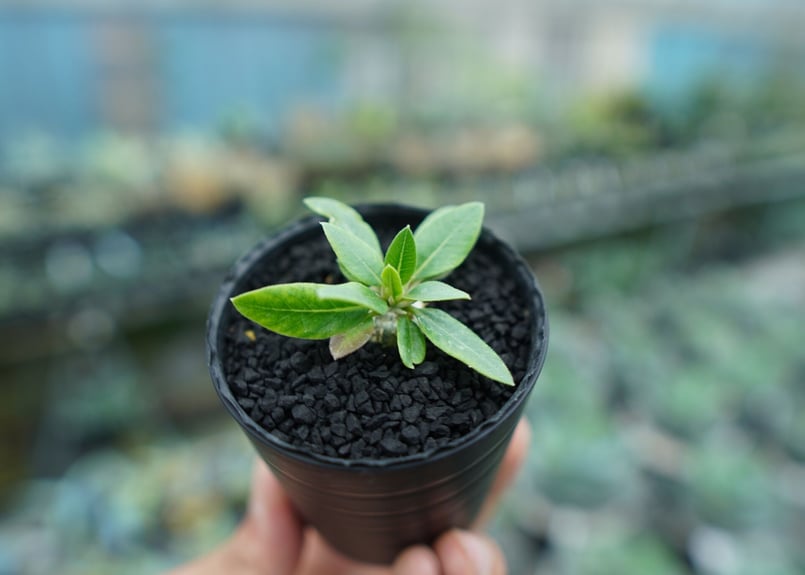 パキポディウム 恵比寿笑い Pachypodium brevicaule No.4 | man