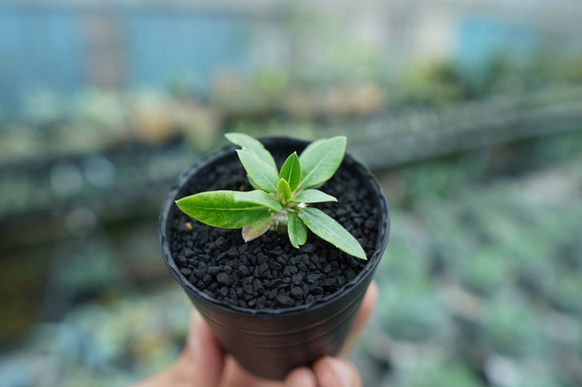 パキポディウム 恵比寿笑い Pachypodium brevicaule ⑧ 楽天市場】【送料無料】パキポディウム ・ 恵比寿笑い 多肉植物