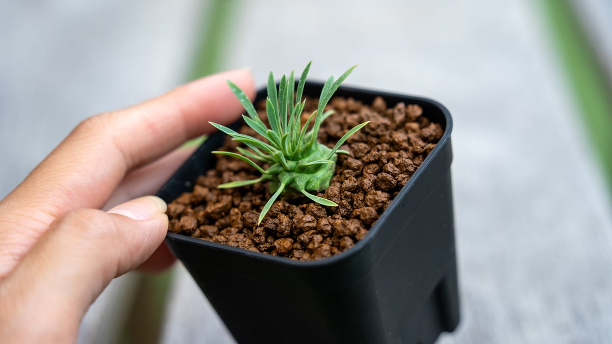 オベサ鉄甲種子5粒 まやかーお【新鮮種子5粒+1粒】