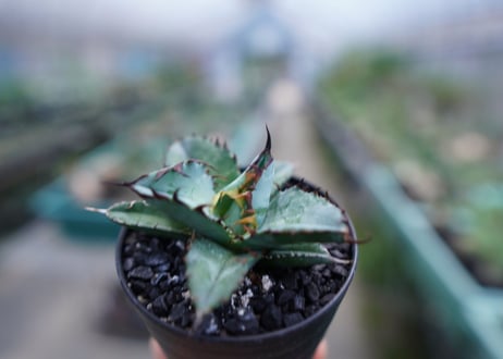 アガベ　チタノタ　 ブラックアンドブルー 　Agave titanota black and blue　No.5