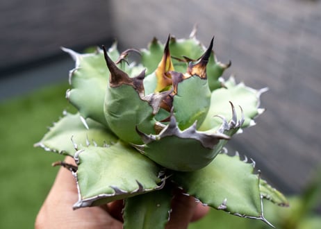 Agave titanota dwarf 姫厳龍NO.8