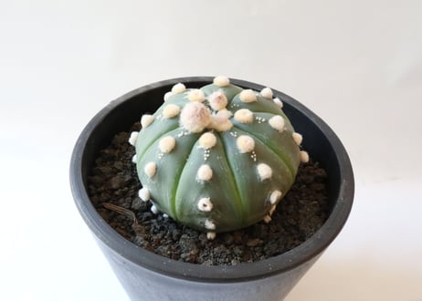 アストロフィツム　瑠璃兜