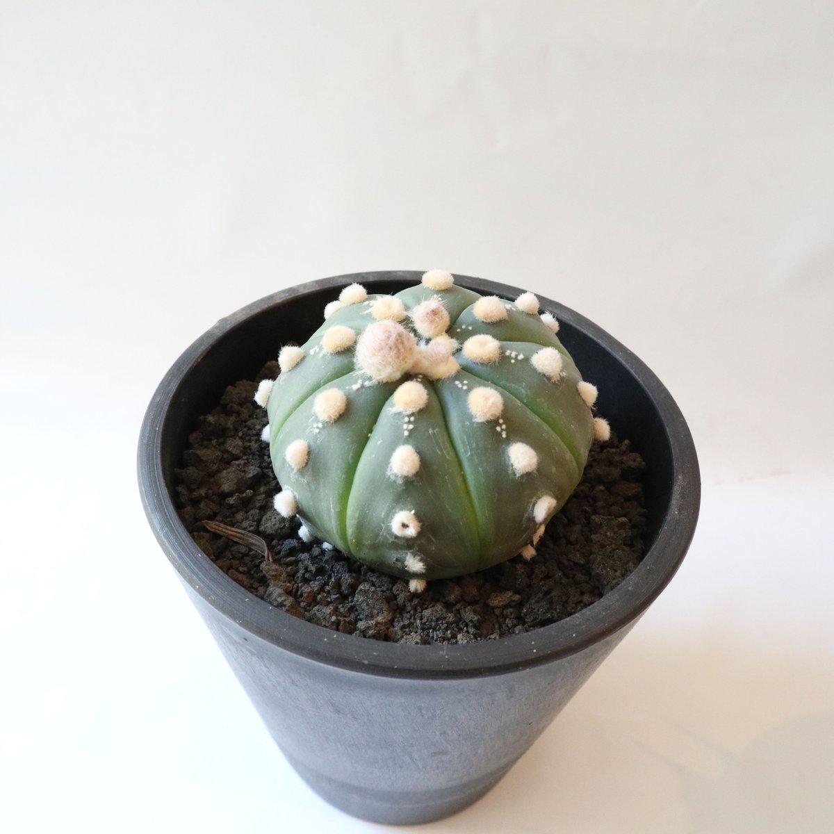 アストロフィツム 瑠璃兜 | mana's farm:塊根植物・アガベ・ドライ