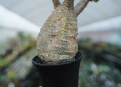 パキポディウム　グラキリス　Pachypodium  Gracilius No.5