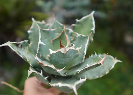 Agave titanota 白鯨 C NO.3