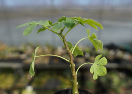 アデニア　グラウカ　Adenia glauca