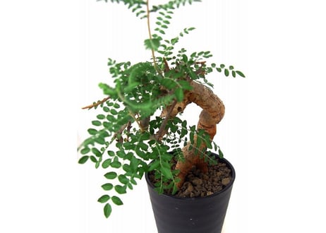 Boswellia neglecta ボスウェリア　ネグレクタ