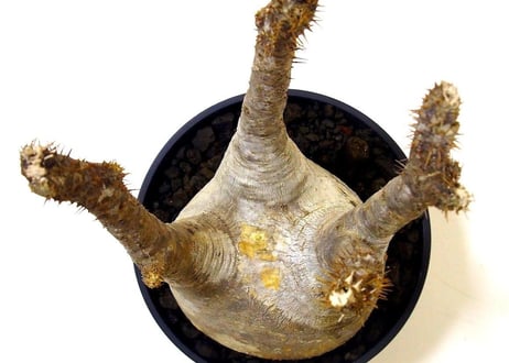 パキポディウム  グラキリス　 Pachypodium Gracilius №４