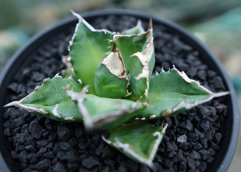 アガベ チタノタ 白火焔 agave titanota white fire No.2 | m