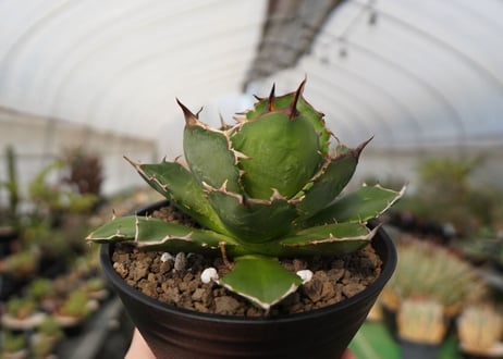 agave titanota　FO-76　NO.22
