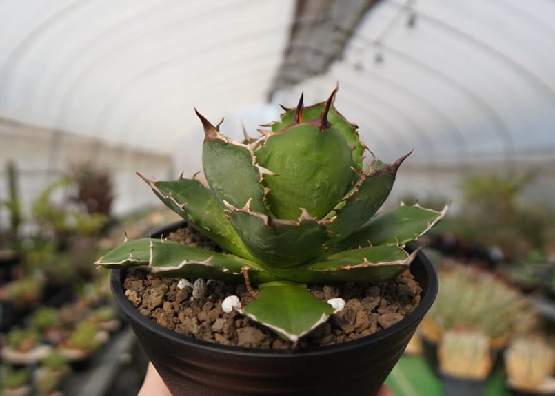 agave titanota FO-76 NO.22 | mana's farm:塊根植物・ア