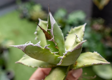 Agave Sowing seeds A NO.6