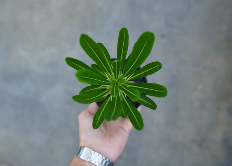 パキポディウム アンボンゲンセ Pachypodium ambongense No.2 | m