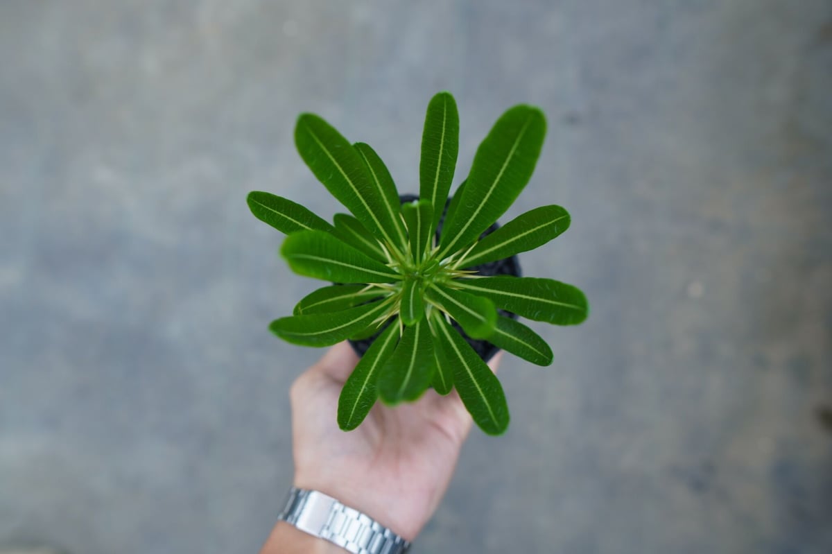 アンボンゲンセ2本　ホロンベンセ1本　　値下げしました。 アンボンゲンセ2本 ホロンベンセ1本 値下げしました。 奇跡的に