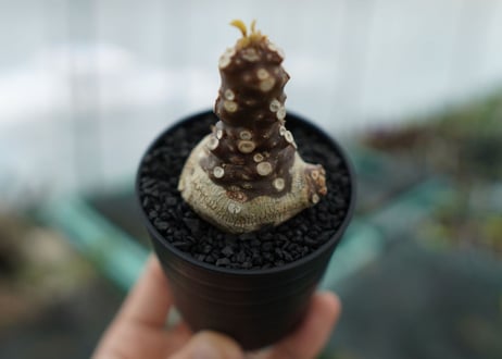ドルステニア フォエチダ Dorstenia foetida　No.1