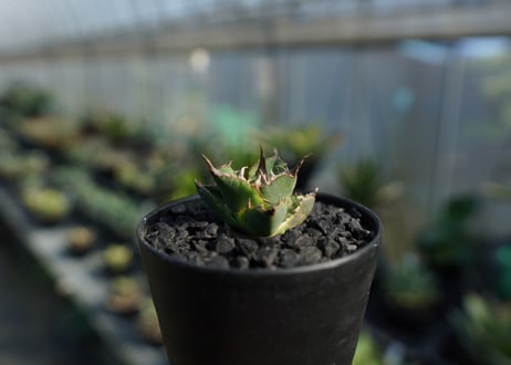 アガベ　チタノタ　MTN01　agave titanota MTN01