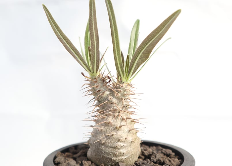 グラキリス　実生　沖縄産　選抜　５年目④ グラキリス実生 沖縄産 選抜 5年目 ① グラキリス 実生 沖縄産 選抜 5年