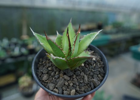 アガベ　チタノタ　剣竜　Agave titanota Kenryu