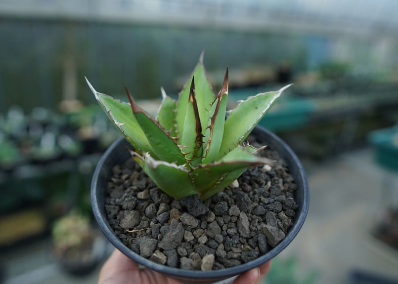 アガベ Ryu アガベ チタノタ 剣竜 Agave titanota Kenryu | mana's farm