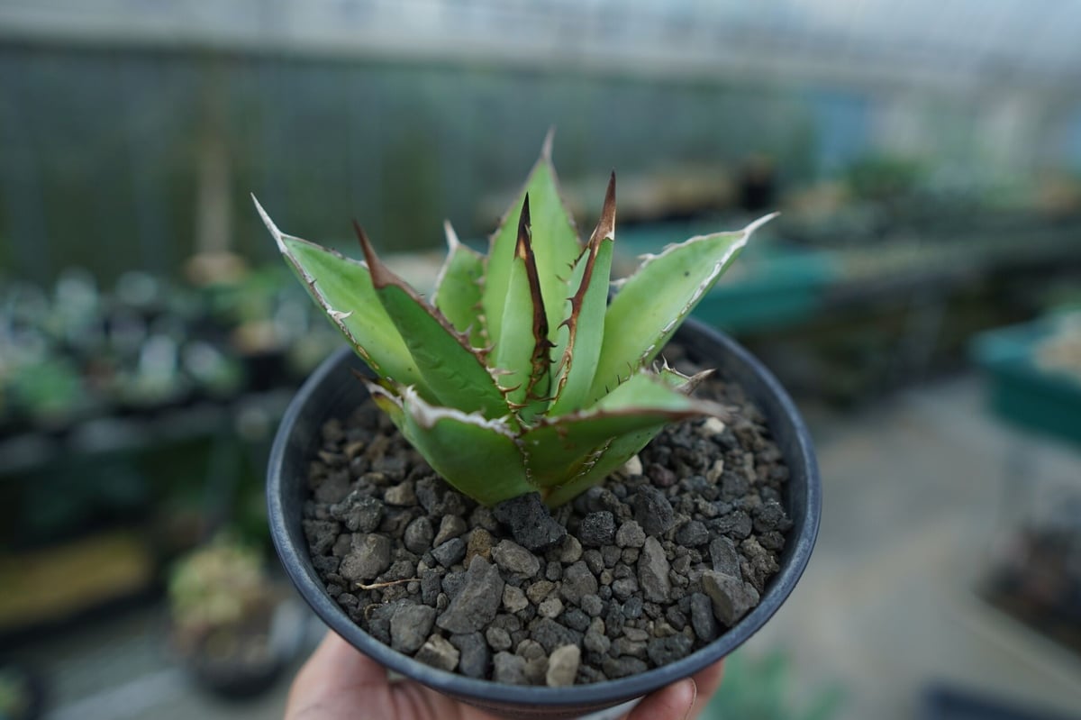 アガベ チタノタ 剣竜 Agave titanota Kenryu | mana's farm
