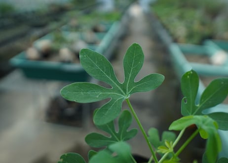 アデニア　グラウカ　Adenia glauca  No.1