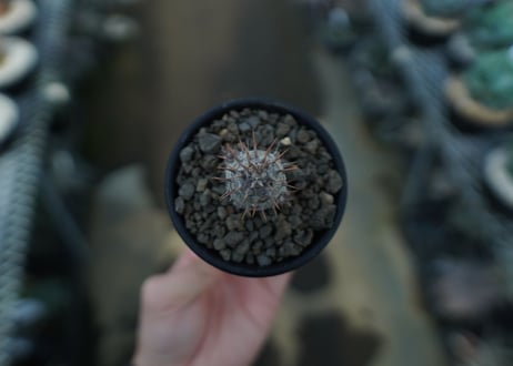 パキポディウム　カクチぺス　Pachypodium cactipes  No.1