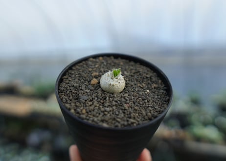 パキポディウム　恵比寿笑い　Pachypodium brevicaule　No.2