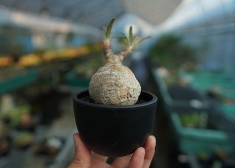 パキポディウム　グラキリス　 Pachypodium Gracilius  No.10