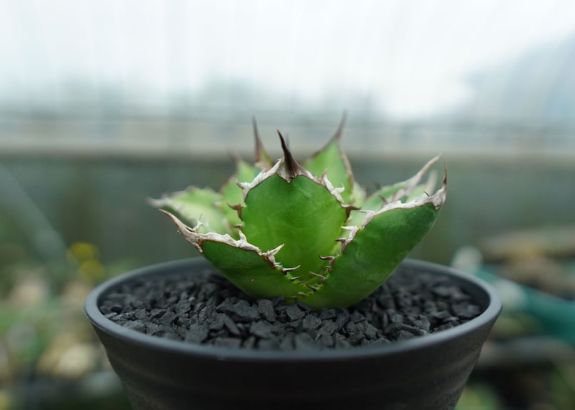 アガベ チタノタ Agave titanota No.9 | mana's farm:塊根植物