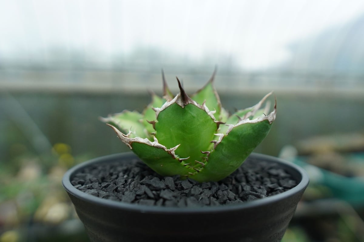 アガベ チタノタ Agave titanota No.9 | mana's farm:塊根植物
