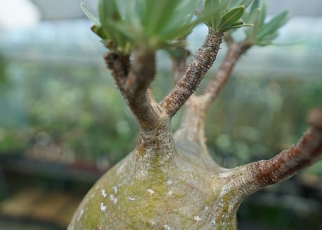 パキポディウム　グラキリス　 Pachypodium Gracilius  No.8