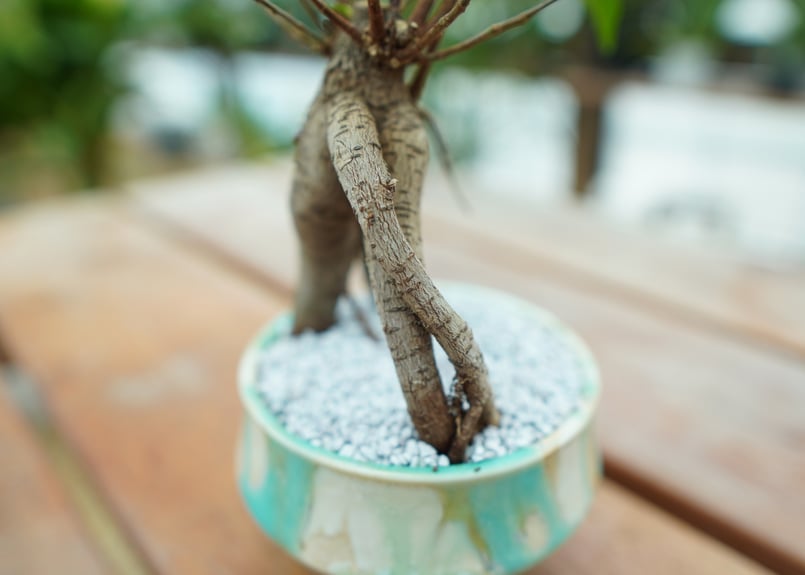 ガジュマル No.2 | mana's farm:塊根植物・アガベ・ドライガーデン植物