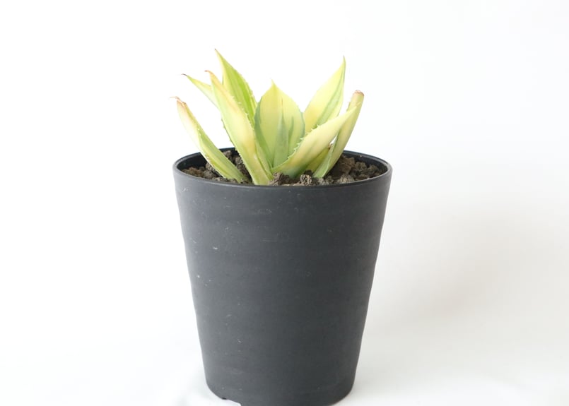 アガベ 台湾株 8株セット 楊貴妃×黒帝斯 他 d2e0c6c15c1fa9640734da2eba1632