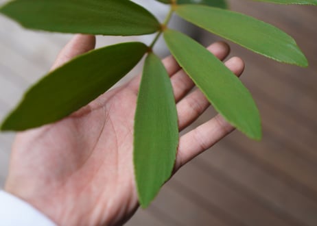 ザミア フロリダーナ　Zamia floridana