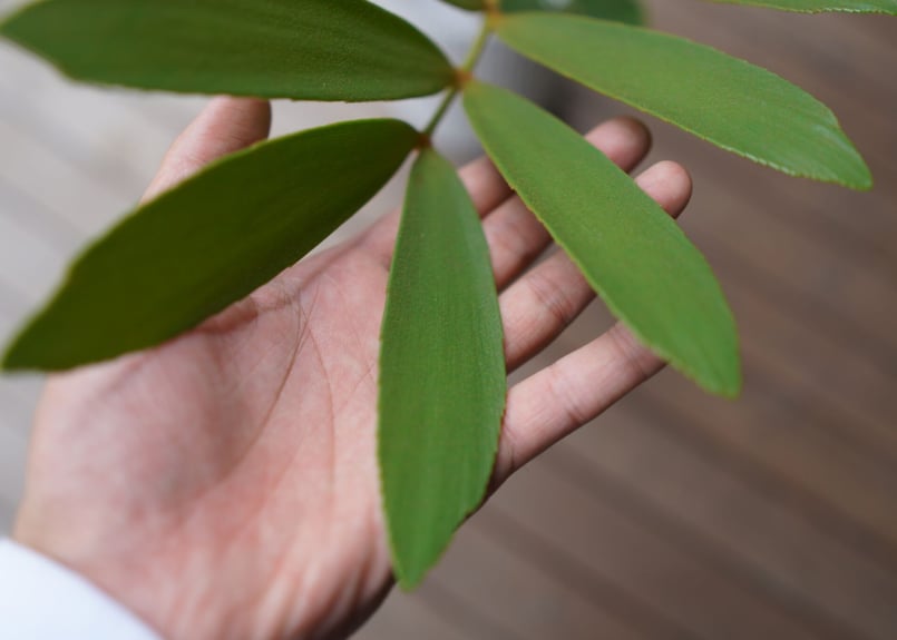 ザミア フロリダーナ 稀少な4頭極上株