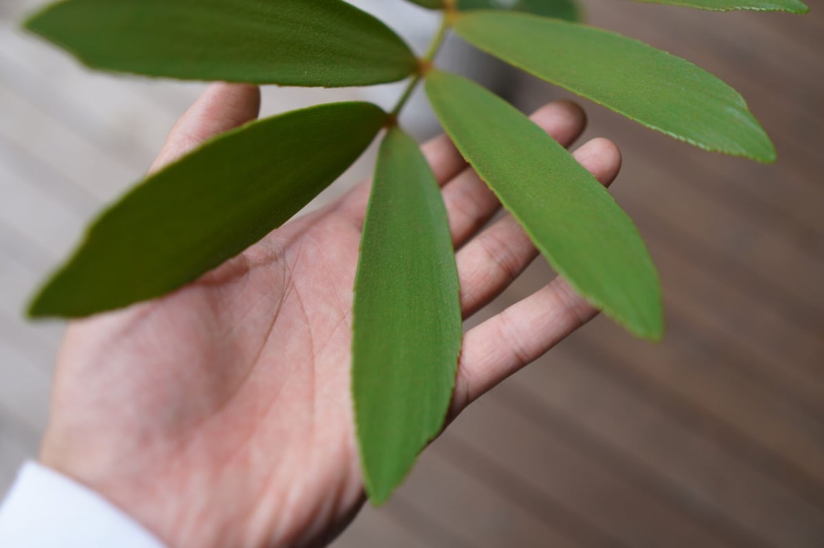 ザミア フロリダーナ Zamia floridana | mana's green:塊根植物販 ザミア フロリダーナ Zamia floridana | mana's green:塊根植物販