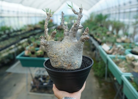 パキポディウム　グラキリス　 Pachypodium Gracilius  No.1