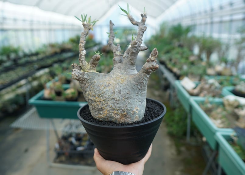 パキポディウム グラキリス Pachypodium Gracilius No.1 | ma