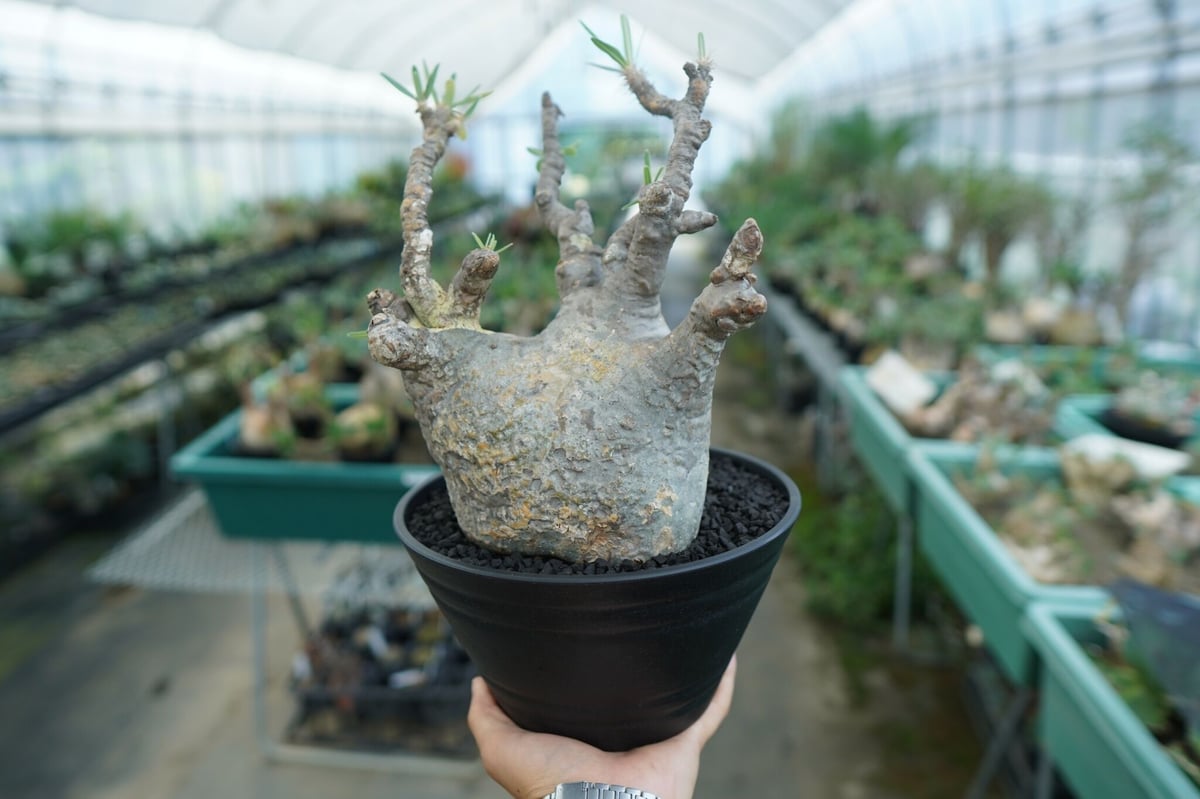 GIRUVI Pachypodium Gracilius グラキリス fit=scale-down,w=1200