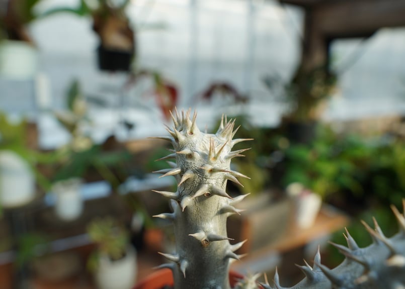 パキポディウム デンシフローラム　発根済み パキポディウム デンシフローラム 大球 発根済み パキポディウム