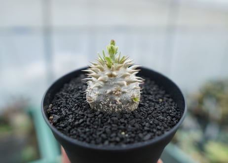 パキポディウム　恵比寿大黒　Pachypodium Densicaule　No.10