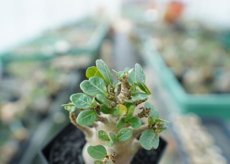 アデニウム　Adenium　No.1