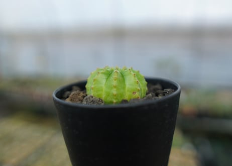 ユーフォルビア　オベサ　Euphorbia obesa  No.2