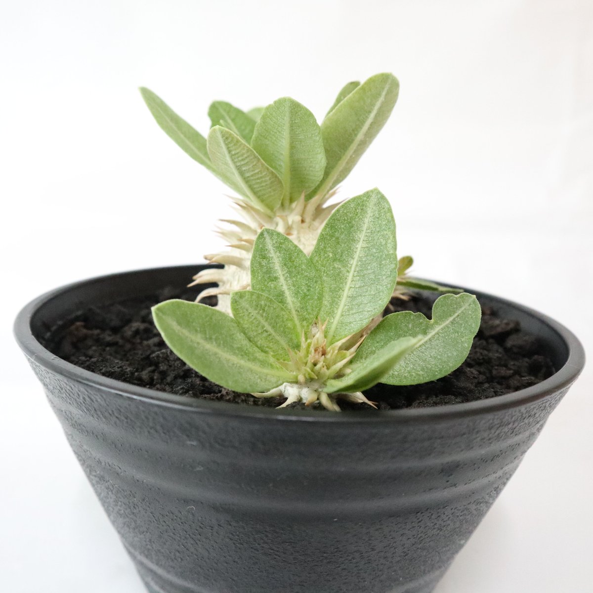 パキポディウム エブレネウム 国内実生株 | mana's farm:塊根植物