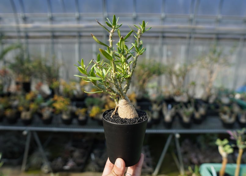 パキポディウム ビスピノーサム|塊根植物・コーデックス パキポディウム ビスピノーサム|塊根植物・コーデックス